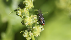 Oxysarcodexia bikini