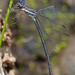 Great Spreadwing - Photo (c) Cameron Eckert, some rights reserved (CC BY-NC), uploaded by Cameron Eckert