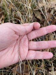 Poaceae