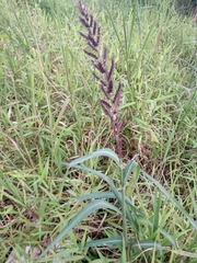 Echinochloa polystachya