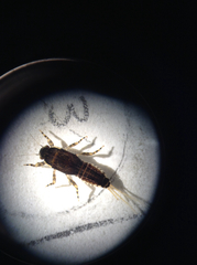 Ephemerellidae