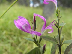 Hypoestes floribunda