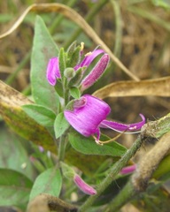 Hypoestes floribunda