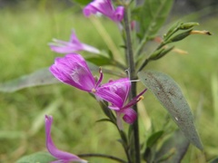 Hypoestes floribunda