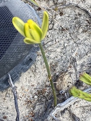 Albuca aurea