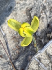 Albuca aurea