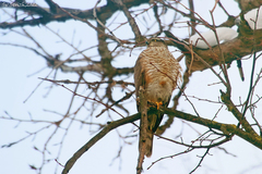 Accipiter nisus