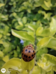 Henosepilachna vigintioctopunctata