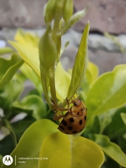 Henosepilachna vigintioctopunctata