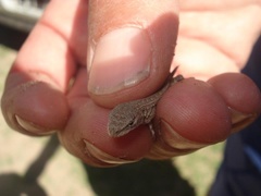 Liolaemus multimaculatus