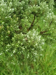 Brachyglottis cassinioides