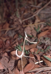 Idolomorpha madagascariensis