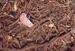 Plethodontohyla notosticta