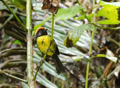 Atlapetes melanolaemus