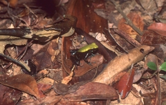 Mantella laevigata