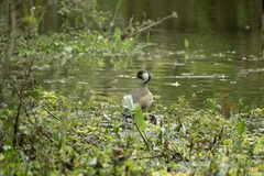 Amazonetta brasiliensis