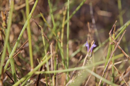 Lavandula coronopifolia (Lavandula coronopifolia)