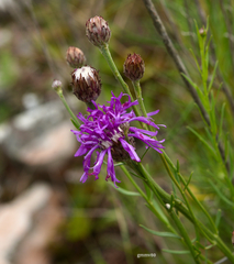 Lessingianthus brevifolius