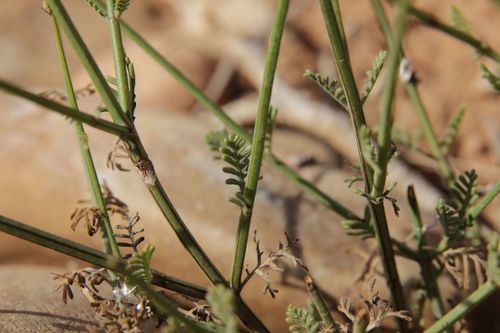 Image of Stagshorn Lavender (Lavandula coronopifolia) by (c) Olivier Argagnon, some rights reserved (CC BY)