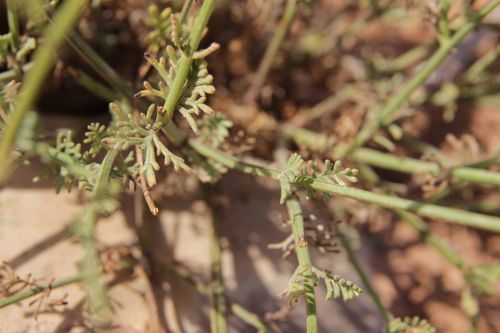 Lavandula coronopifolia image