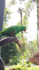 Eclectus roratus