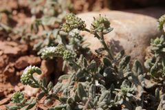 Heliotropium crispum