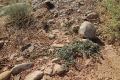 Heliotropium crispum