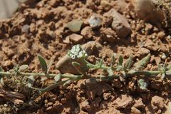 Heliotropium crispum