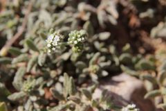 Heliotropium crispum