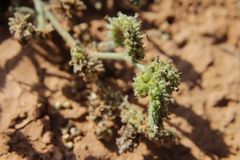 Heliotropium crispum