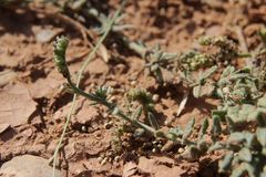 Heliotropium crispum