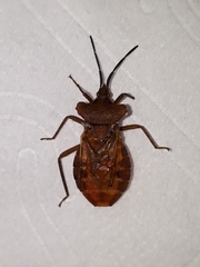 Coreoidea