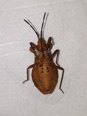 Coreoidea