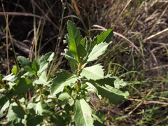 Hibbertia diffusa