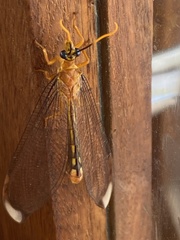 Nymphes