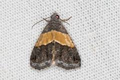 Tripudia balteata
