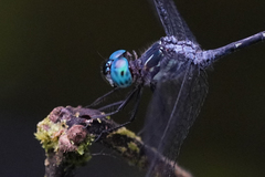 Micrathyria venezuelae