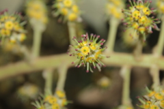 Sciodaphyllum heterotrichum