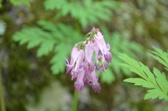 Dicentra eximia