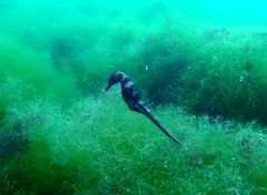 Hippocampus guttulatus