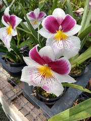 Miltoniopsis
