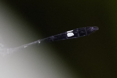 Micrathyria venezuelae