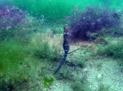 Hippocampus guttulatus