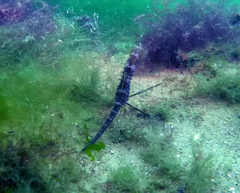 Hippocampus guttulatus