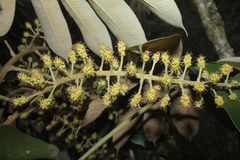Sciodaphyllum heterotrichum
