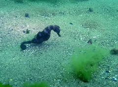 Hippocampus guttulatus