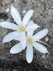 Apodolirion lanceolatum