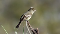 Elaenia albiceps