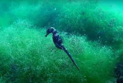 Hippocampus guttulatus