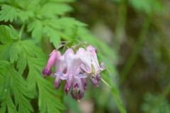 Dicentra eximia